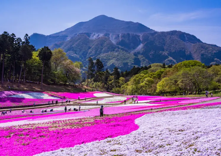 羊山公園（芝桜の丘）